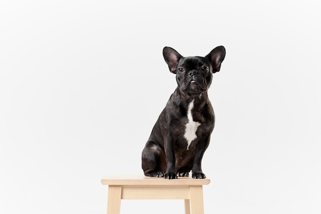 Französische Bulldogge in Brille und Hemd, sehr schlau und klug