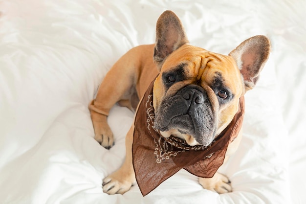 Französische Bulldogge in einem Kopftuch auf einem weißen Bett. Nahaufnahme...