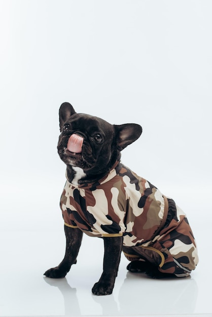 Französische Bulldogge in Militäruniform auf weißem Hintergrund