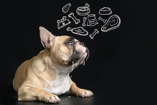 Französische Bulldogge ist hungrig und träumt vom Essen auf schwarzem Hintergrund