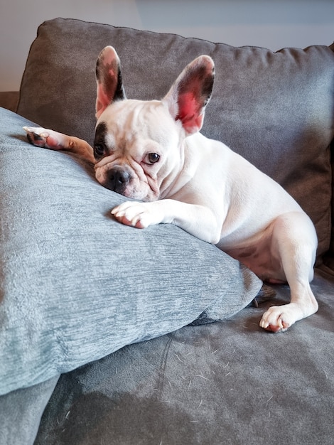 Französische Bulldogge liegt flach auf dem Sofa