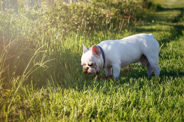 Französische Bulldogge mit den smileygesichtern, die auf Gras gehen