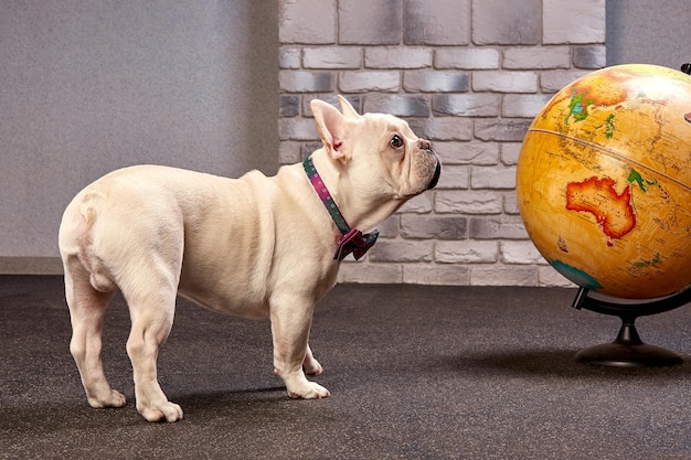Französische Bulldogge mit einer Weltreise mit Hund wohin mit dem Hundekonzept