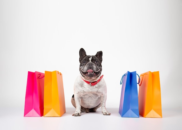 Französische Bulldogge mit Einkaufstüten