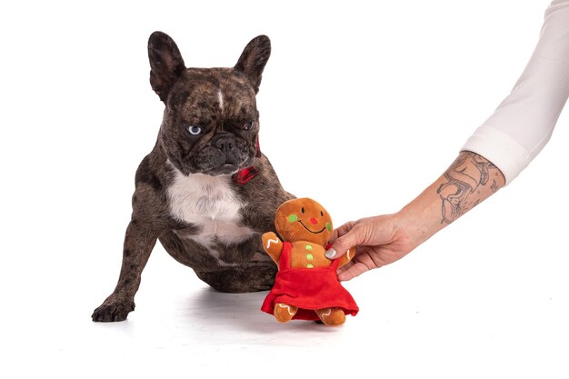 Französische Bulldogge mit roten Fliegen zu Weihnachten auf weißem Hintergrund