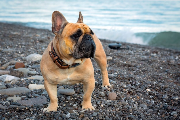 Französische Bulldogge, Nahaufnahme an der Küste...