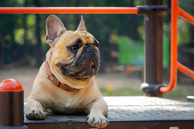 Französische Bulldogge ruht sich nach dem Training aus...