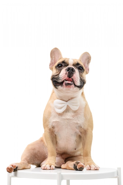 Französische Bulldogge sitzt auf dem Tisch und wartet darauf, vom Besitzer gegessen zu werden