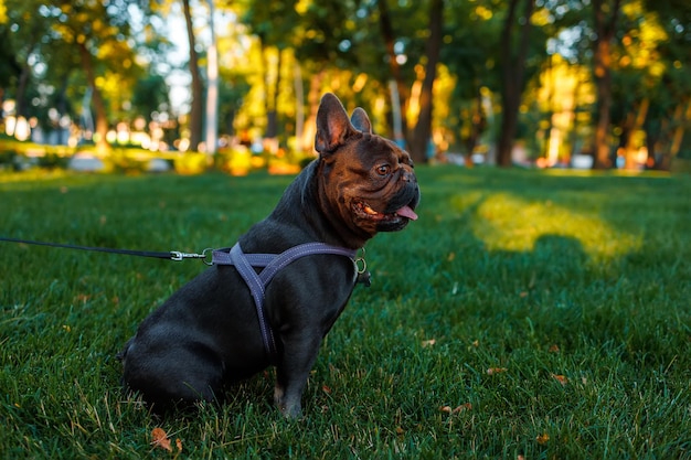 Französische Bulldogge sitzt im Park, die Sonne scheint auf ihn