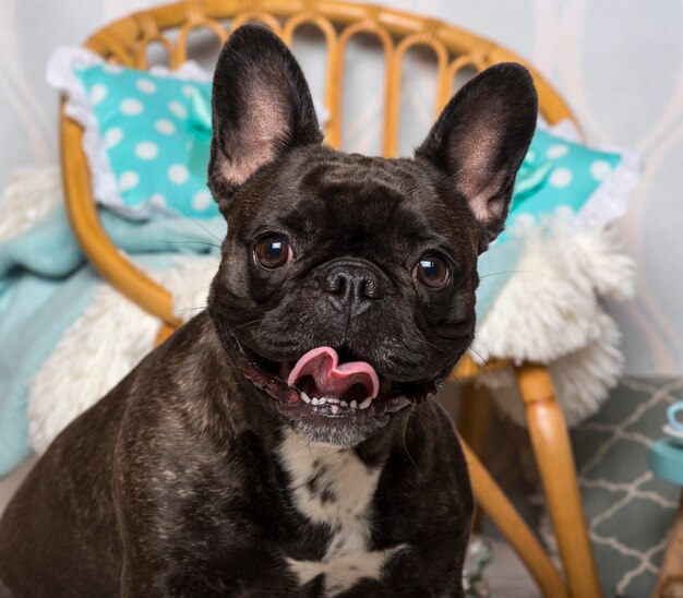 Französische Bulldogge sitzt im Wohnzimmer, Porträt