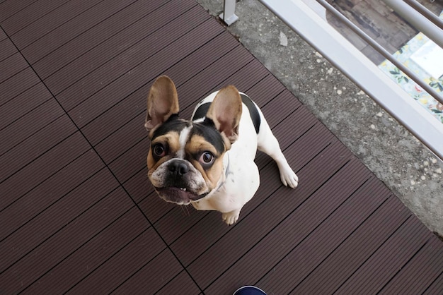 Französische Bulldogge springt zu Ihrem Hund