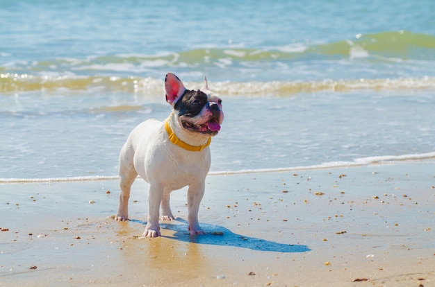 französische Bulldogge steht am Sandstrand