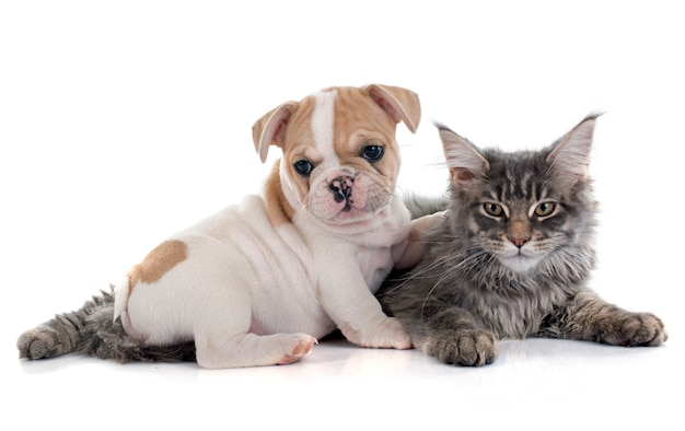 Französische Bulldogge und Katze des Welpen