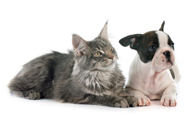 Französische Bulldogge und Katze des Welpen