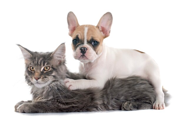 Französische Bulldogge und Katze des Welpen