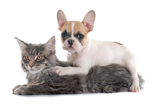 Französische bulldogge und katze des welpen