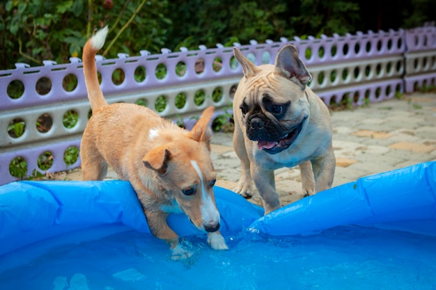Französische Bulldogge und Mischlingscorgi beherrschen den Pool....