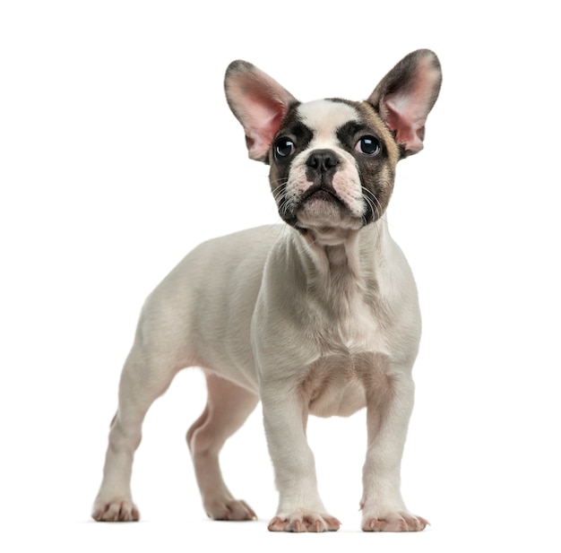 Französische Bulldogge vor einer weißen Wand