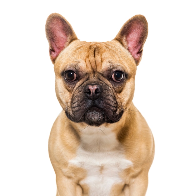 Französische Bulldogge vor weißem Hintergrund