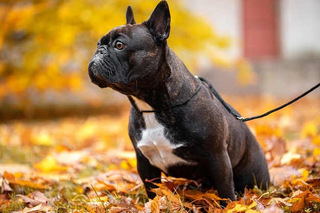 Foto französische bulldogge