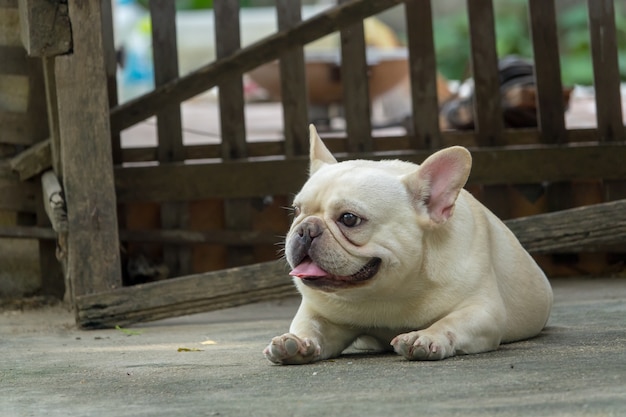 Französische Bulldogge