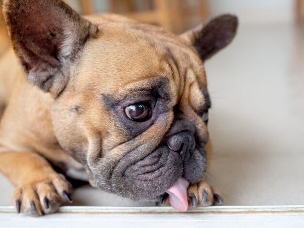 Französische Bulldogge