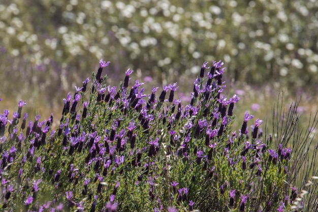 Französische Lavendelblumen