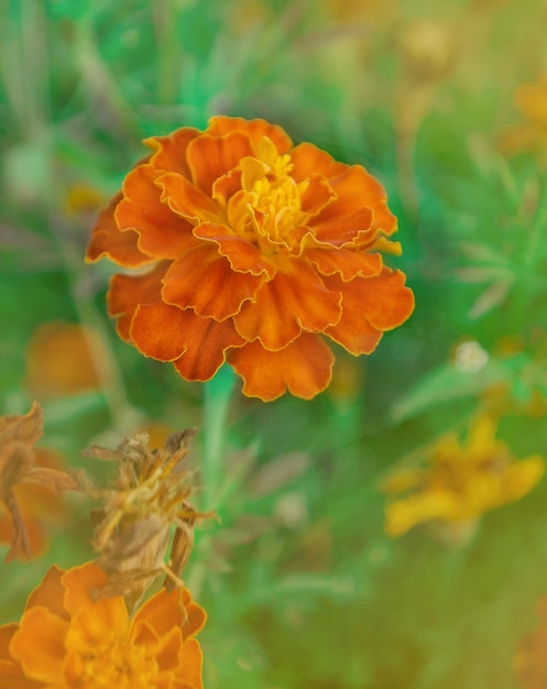 Französische Ringelblume kastanienbraune und orangefarbene zweifarbige Blumen Vergoldete tiefrote Ringelblumen