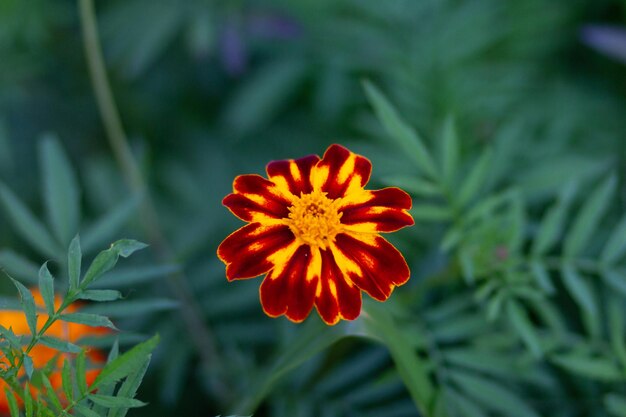 Französische Ringelblume oder Tagetes patula im Blumenbeet