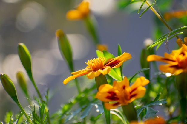 Französische Ringelblume