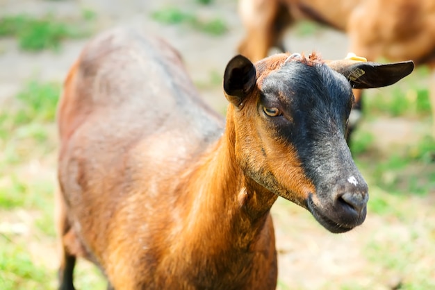 Französische Ziegenherde auf einem grünen Bauernhof