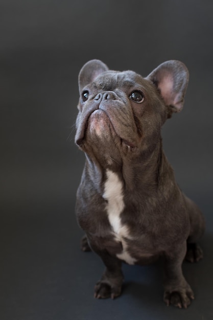 Französischer Bulldog auf schwarzem Hintergrund