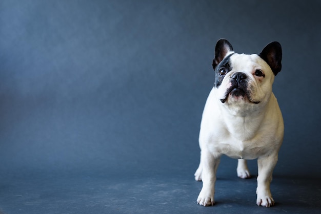 Französischer Bulldog gegen grauen Hintergrund