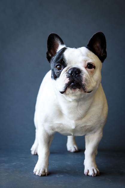 Französischer Bulldog gegen grauen Hintergrund