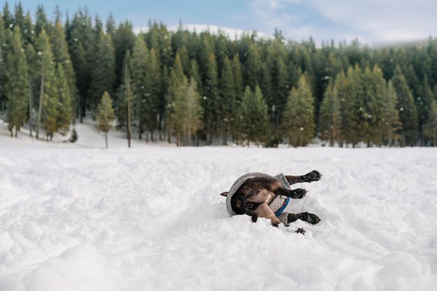 Foto französischer bulldog-hund, der im winter auf einem mit schnee bedeckten feld gegen einen verschneiten wald spielt