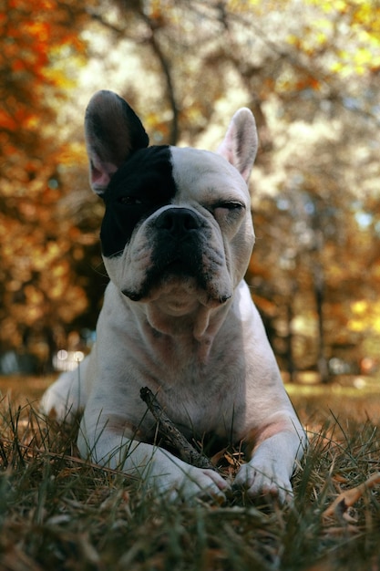 Foto französischer bulldog in einem naturpark