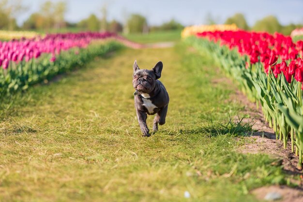 Französischer Bulldogge-Hund läuft durch ein Tulpenfeld