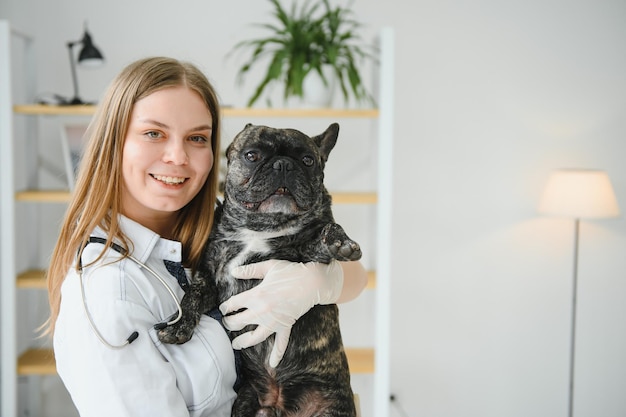 Französischer Bulldoggenhund in den Händen eines Tierarztes