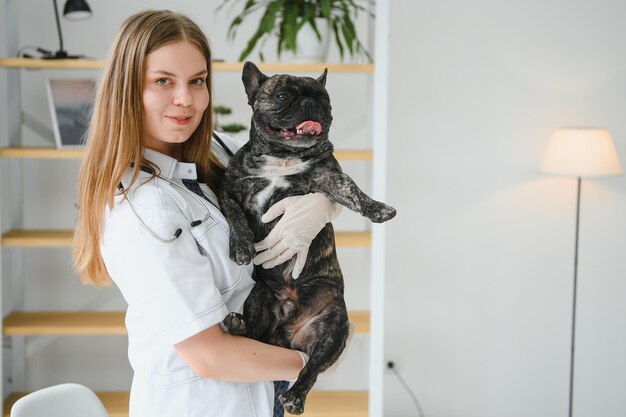 Französischer Bulldoggenhund in den Händen eines Tierarztes