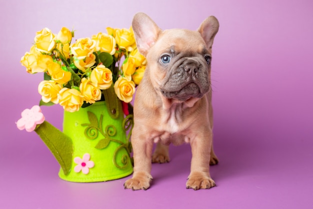 Französischer Bulldoggenwelpe auf lila Hintergrund mit Blumen