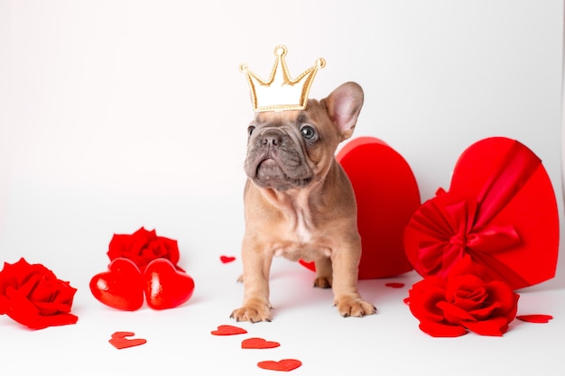 Französischer Bulldoggenwelpe auf Valentinstagherzenhintergrund