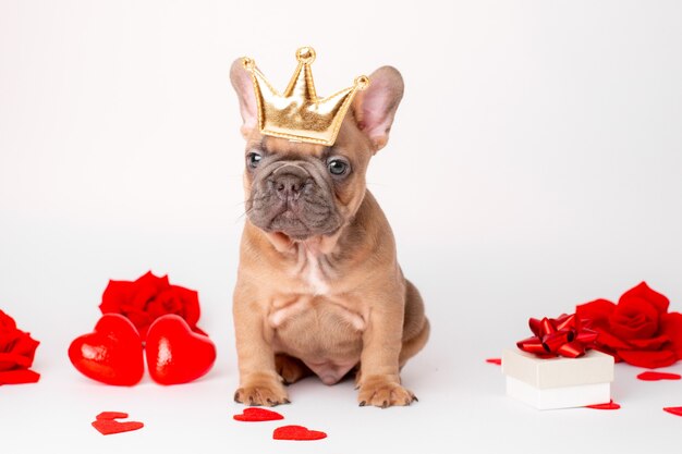 Französischer Bulldoggenwelpe auf Valentinstagherzenhintergrund