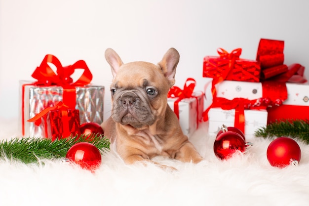 Französischer Bulldoggenwelpe auf Weihnachtshintergrund mit Geschenken