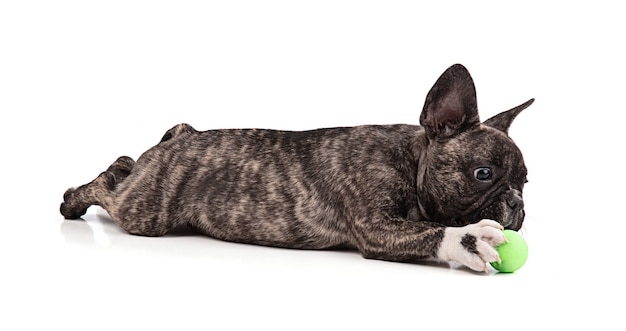 Französischer Bulldoggenwelpe, der mit Ball auf Weiß lokalisiert liegt