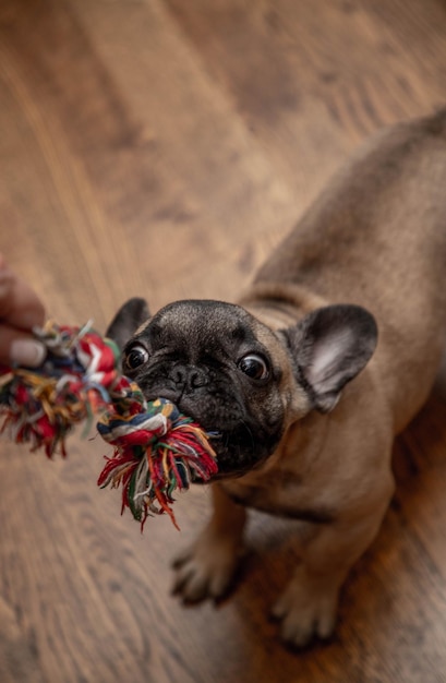 Französischer Bulldoggenwelpe, der mit Haustierspielzeug spielt, Porträt aus nächster Nähe