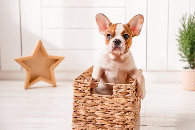 Französischer Bulldoggenwelpe steht innerhalb eines Weidenkorbs