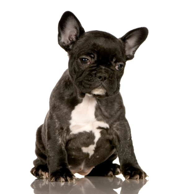 Französischer Bulldoggenwelpe