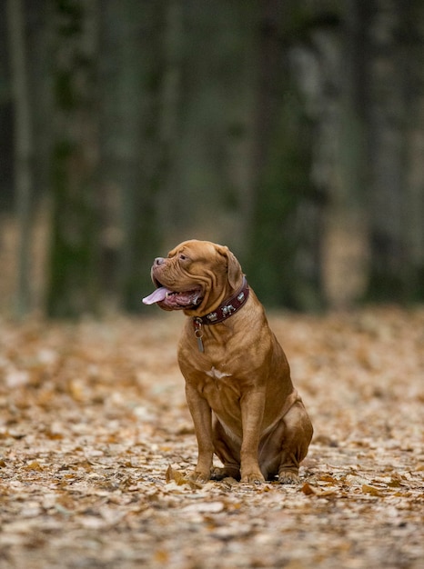 Französischer Mastiff im Herbstpark.