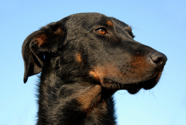 Französischer Schäferhund