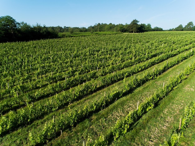 Französischer Weinberg mit blauem Himmel